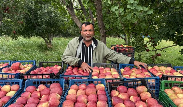 Meyve Deposu Iğdır’da Elmalar Toplanıyor