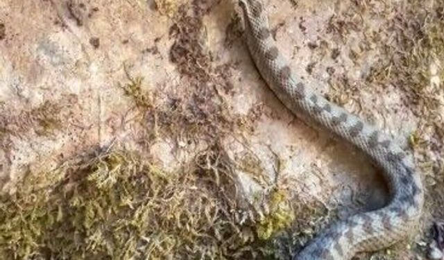 Boynuzlu engerek yılanı görüldü