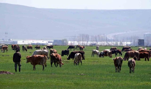 Erzurum'da kırsal kalkınmaya dev destek: 329 Projeye 171 Milyon TL hibe