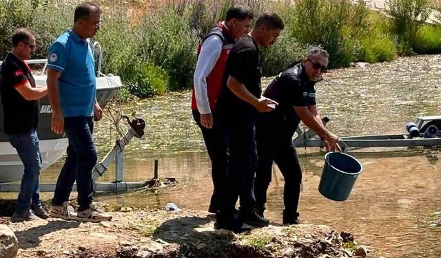 Hatay'daki baraj ve göletlere 682 bin sazan yavrusu bırakıldı