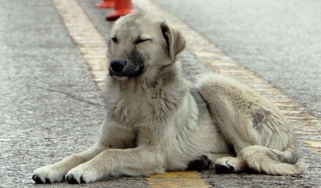 Radikal karar: Sokakta sahipsiz hayvanları beslemek yasaklandı