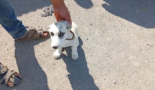 Kırsaldaki Can Dostlarımıza Şefkat Eli: Iğdır İl Özel İdaresi Sahipsiz Hayvanları Koruma Altına Alıyor