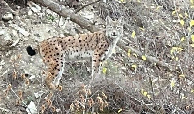 Erzurum'da nesli koruma altındaki vaşak görüntülendi