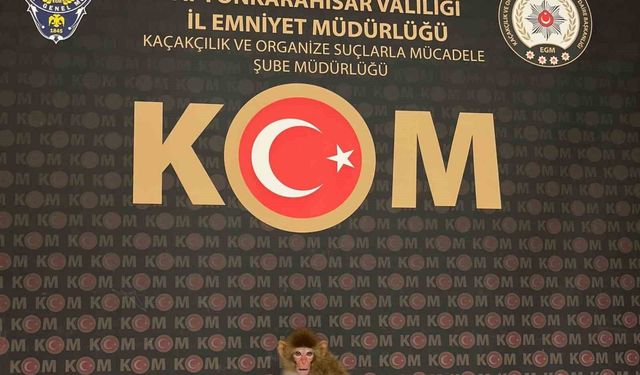 Polis yaptığı baskında nesli tükenmekte olan maymun yakaladı