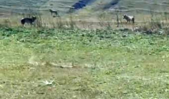 Tarladaki ölü ineğin başına üşüşen kurtlar kamerada