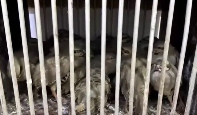 Van'da kafes avcılığı yapan 2 şahsa 211 bin 764 TL idari para cezası uygulandı