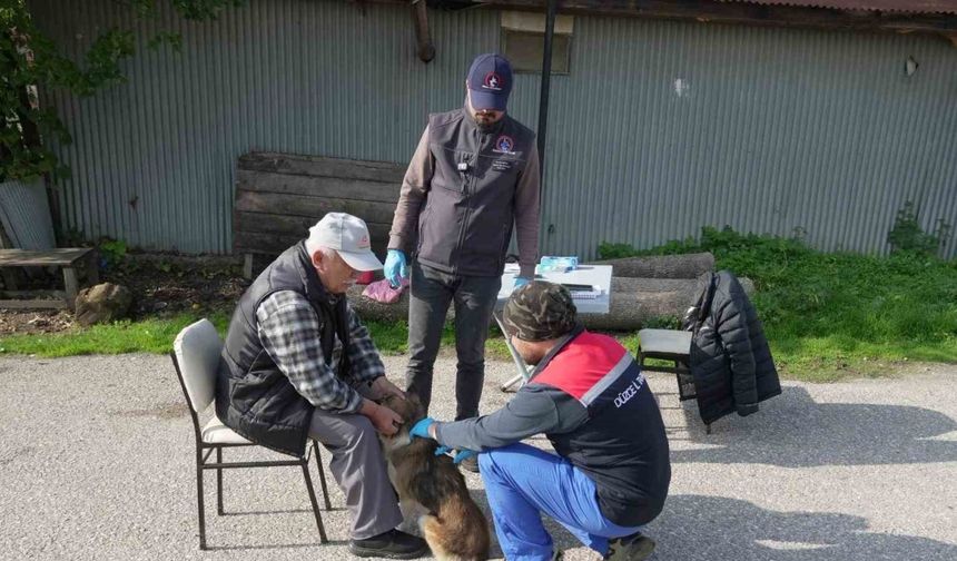 Düzce’de 175 köpek yerinde sahiplendirildi