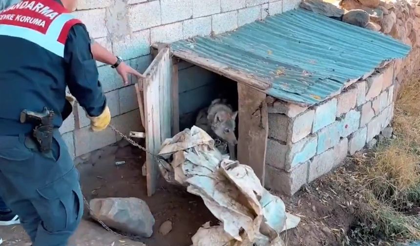 Van’da kurdu zincirle bağlayan şahsa 81 bin 355 TL para cezası