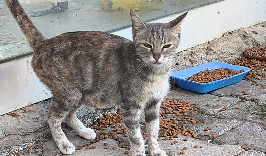 IĞDIR'DA DUYARLI VATANDAŞLARDAN SOKAK HAYVANLARINA YARDIM ELİ!