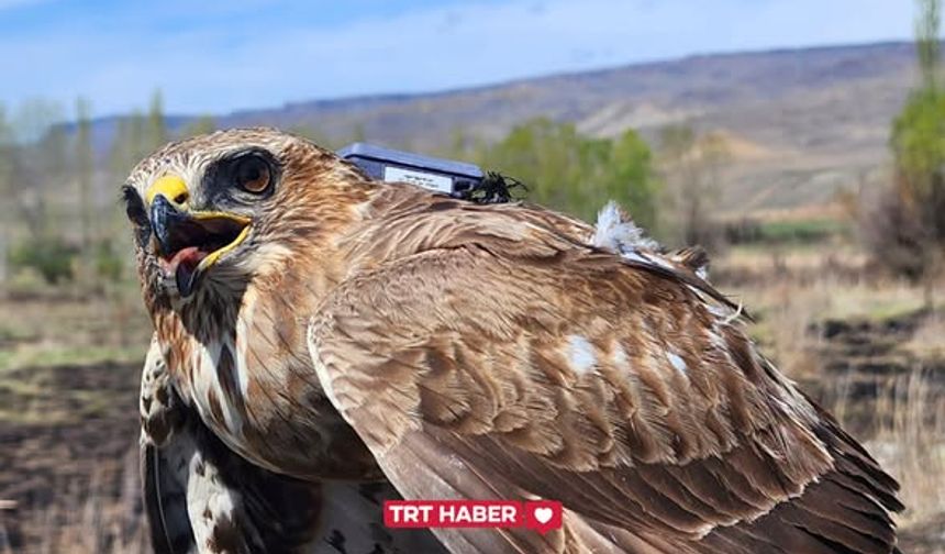 Kıtalar Arası Rekor: Iğdır'dan Uçan Bozkır Şahini, 2,5 Yılda 28 Ülke Gezerek 103 BİN Kilometre Katetti!