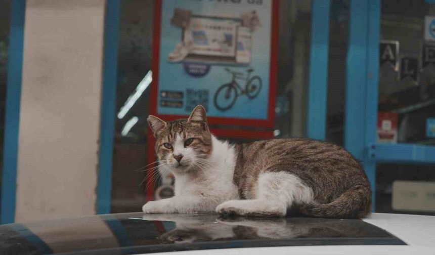 Sokak kedilerinin market mesaisi