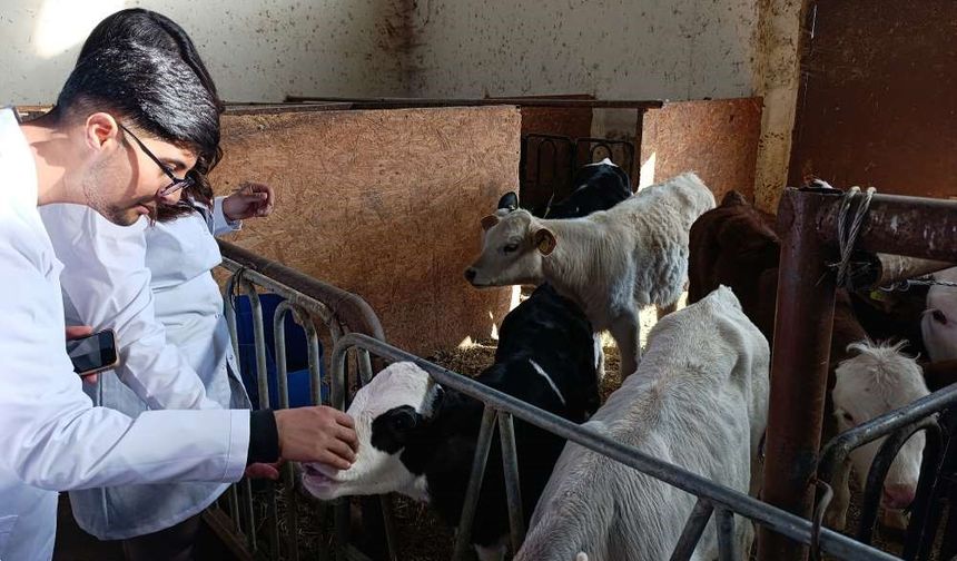 Üniversite öğrencileri Van’da sertifikalı sığır yetiştiriciliği eğitimine katıldı