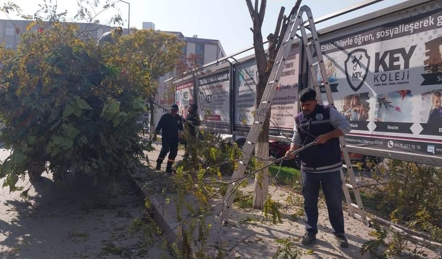 Iğdır’da Ağaçlar Budanıyor