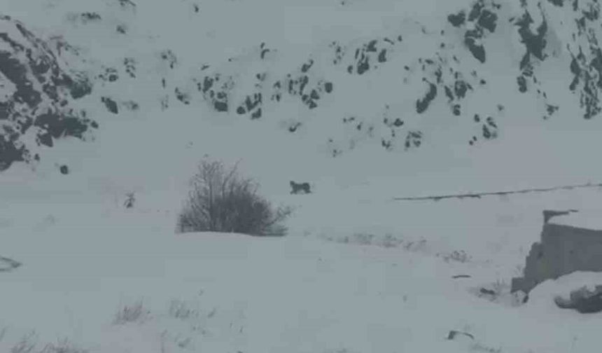 Iğdır'da aç kalan 3 vaşak köye indi