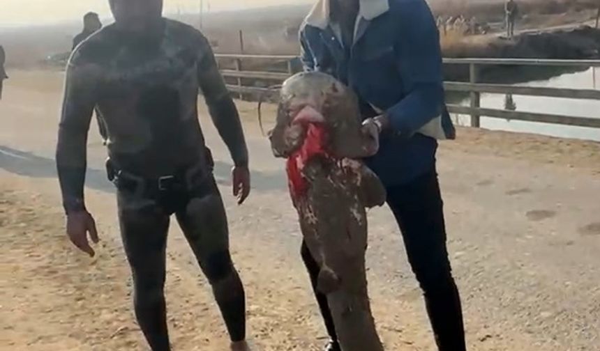 Olta yok, ağ yok: Karasu Çayı'nda çıplak elle yayın balığı avı