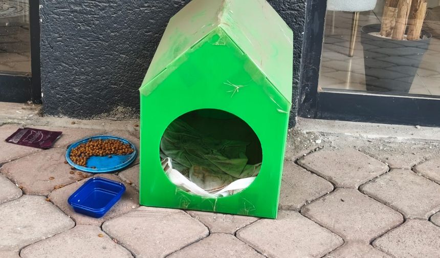 Iğdır’da “Gönül Seferberliği”: Her Köşeye Bir Kedi Yuvası