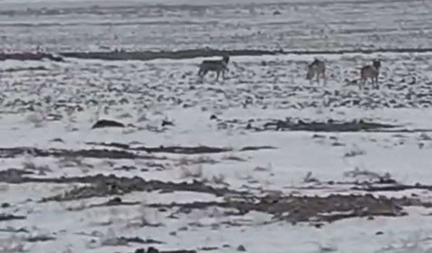 Aç kalan kurt sürüsü Iğdır ovasına indi