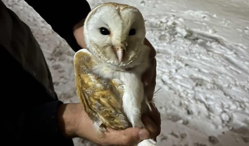 Soğuklardan kaçıp ahıra sığındı