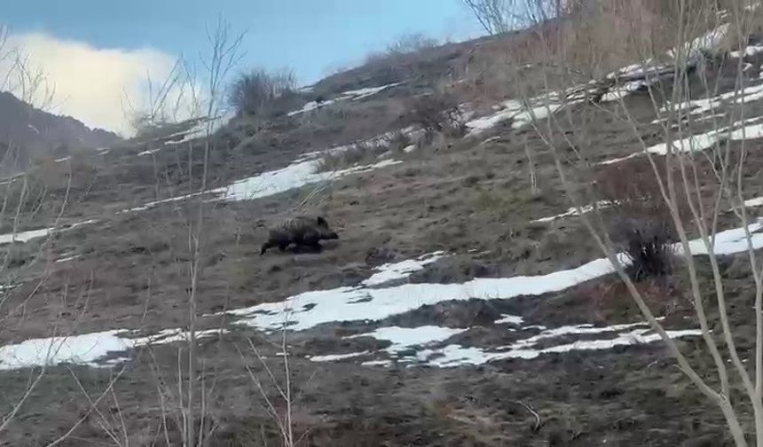 Erzurum'da yavru yaban domuzu sürüsünü arıyor