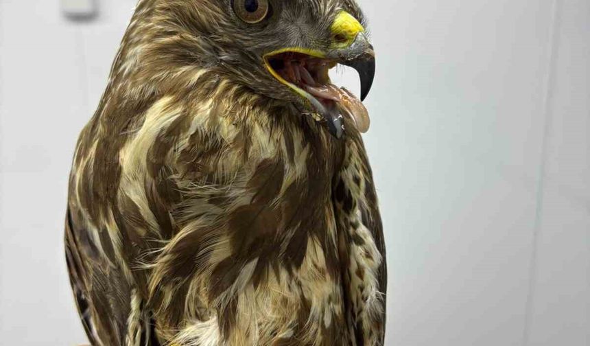 Göç yolunda yorgun düşen hayvanların yardımına köylüler yetişiyor