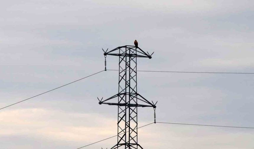 Iğdır'da Kızıl Şahin görüntülendi