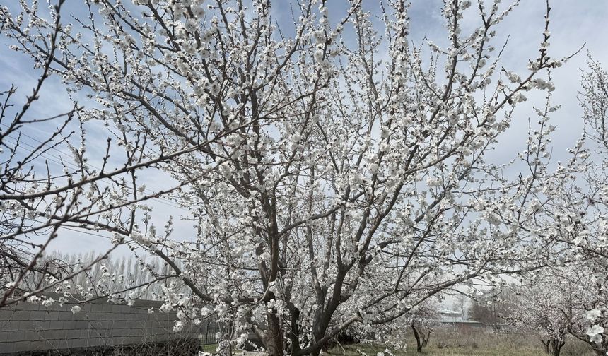 Iğdır Beyaza Büründü: Şalak Kayısı Ağaçları Çiçek Açtı