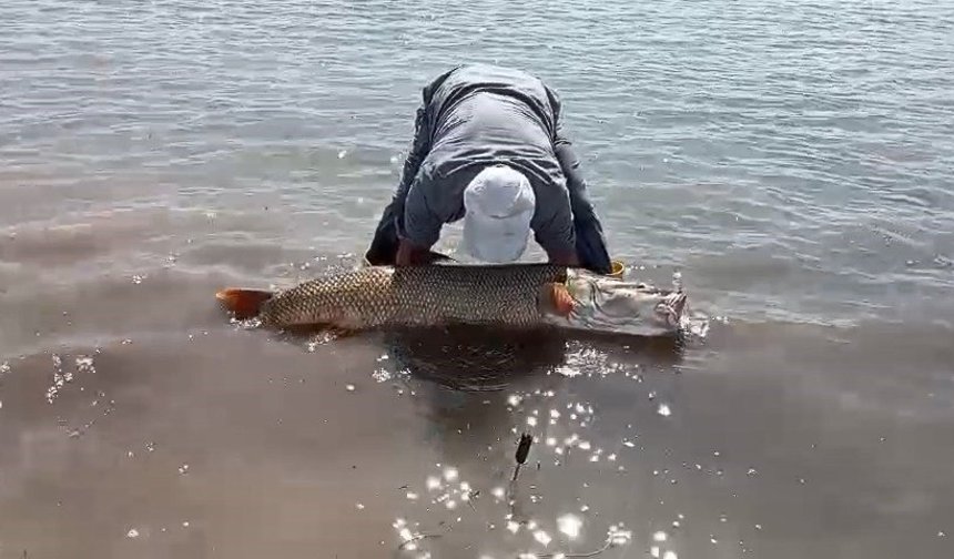 65 Kilo ağırlığında turna balığı yakaladı