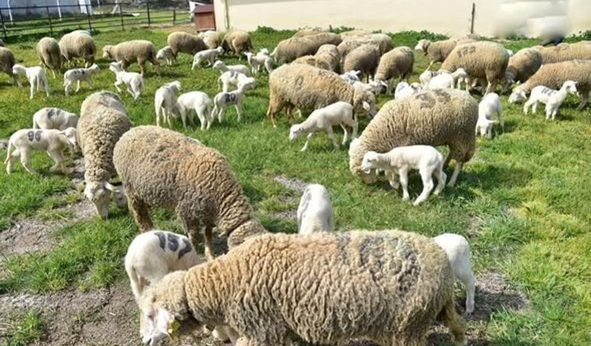 Bahar geldi kuzular anneleri ile buluştu