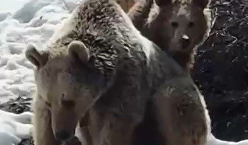 Erzincan'da ayıların kar keyfi kamerada