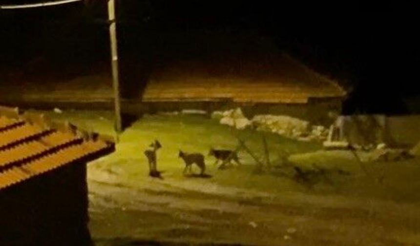 Köye inen kurt sürüsü kamerada