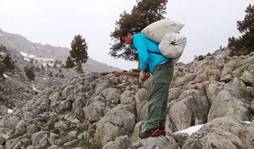 Sofralara lezzet katıyor: Çiriş otu