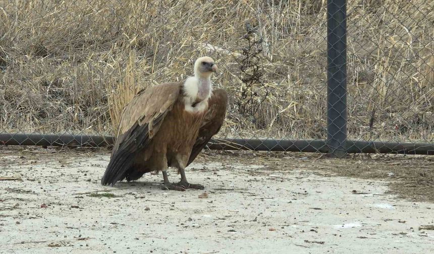 Tedavi edilen yaban kuşları özgürlüğe kanat çırpmaya hazır
