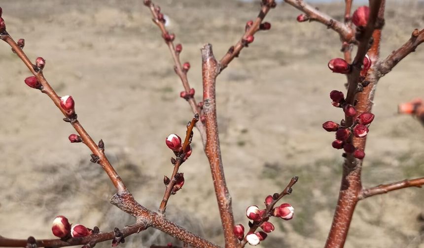 Iğdır’da Baharın Müjdesi Erken Geldi: Ağaçlar Tomurcuklandı
