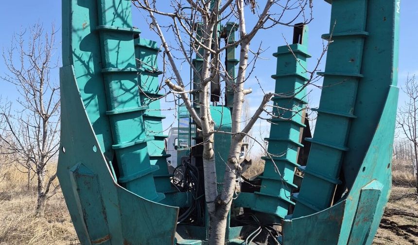 15 Yıllık Napolyon Kiraz Ağaçları Kesilmekten Kurtarıldı