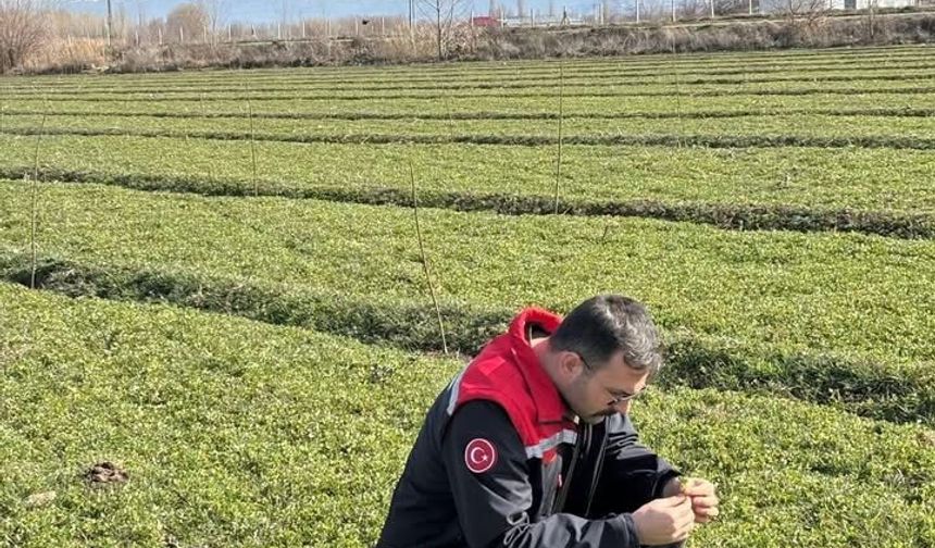 Yonca Tarlalarında “Tırtır” Alarmı: Mücadele Başladı