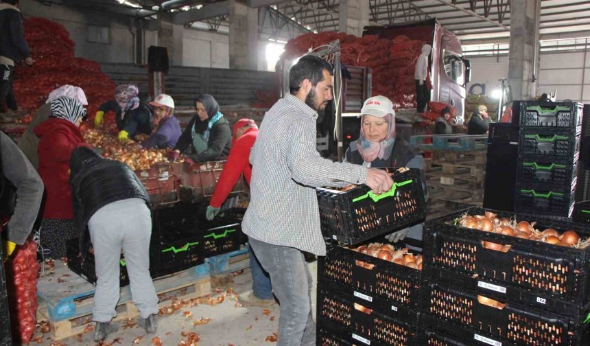 Pazarın en ucuzu soğan Amasya'dan Avrupa'ya gönderiliyor