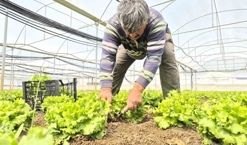 Tarlada  15 TL Tezgahlarda 100 TL'ye satılıyor