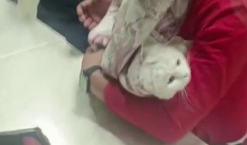 Ayağı lavabo giderine sıkışan kediyi itfaiye kurtardı