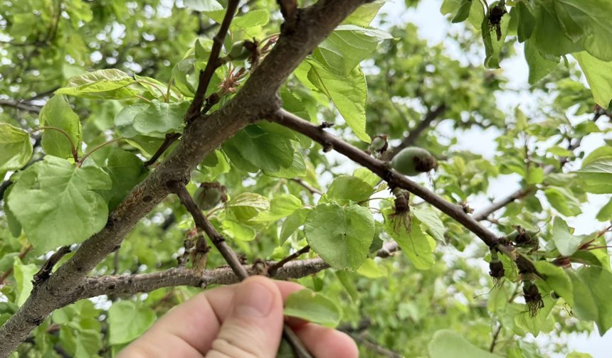 Kayısı Ağaçlarında Don Felaketi: Kayıp Yüzde 80’e Ulaştı