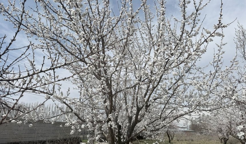 Tarım Müdürlüğü’nden Zirai Don Uyarısı