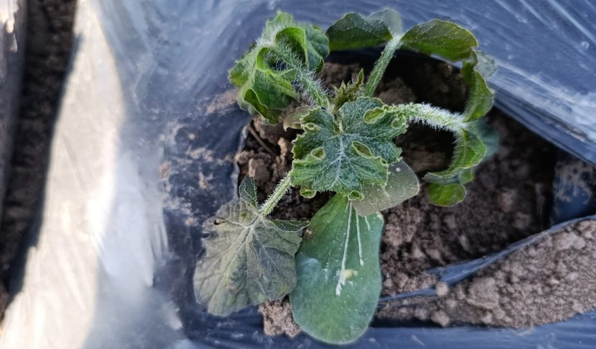 Iğdır’da Tarım Alarmı: “Don” Tüm Ürünleri Vurdu, Çiftçi Çaresiz!