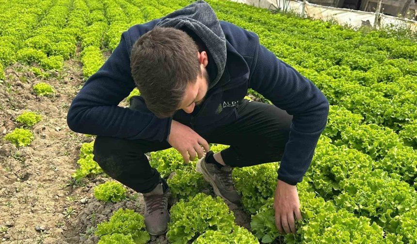 Tarladan güzel haber geldi...35 liraya tarladan satılan marul yüzleri güldürdü