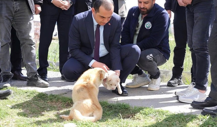 Vali Taşolar, Iğdır Geçici Hayvan Bakımevi'ni ziyaret etti