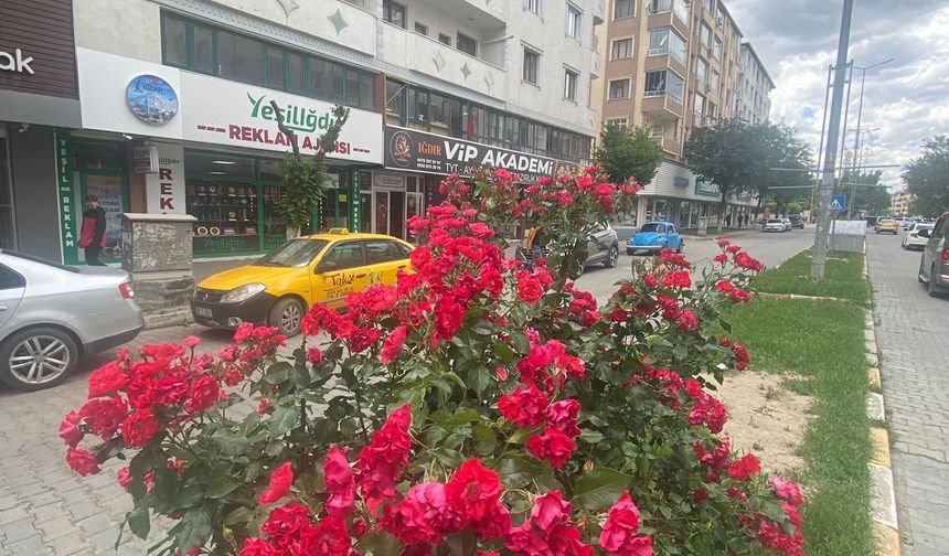 Caddeler Kızıl Gül Olsun, Şehir Kızıl Gül Koksun