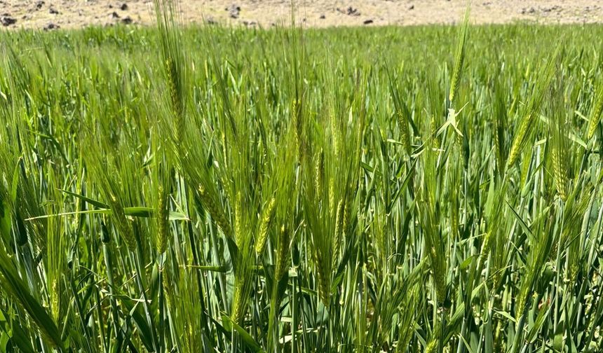 Arpalar Başak Verdi, Çiftçinin Umudu Yeniden Yeşerdi