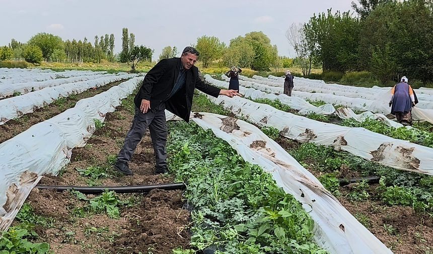 Iğdır’da Hasat Heyecanı: Örtü Altı Karpuzlar Haziran’da Tezgahlarda