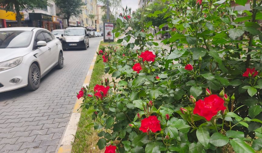 YAĞMUR GÜLLERE YARADI, ANCAK BÖCEK TEHDİDİ BAŞ GÖSTERDİ