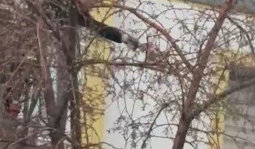 Ağaçta mahsur kalan güvercini itfaiye ekipleri kurtardı