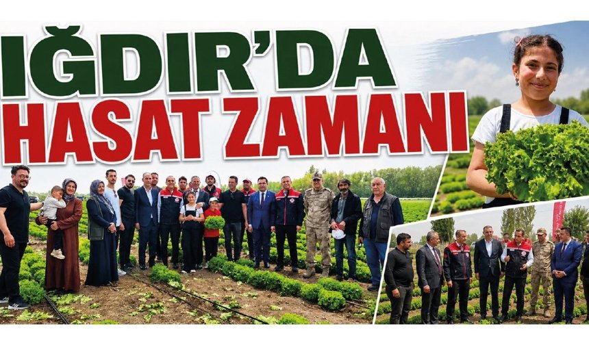 Iğdır’da Hasat Zamanı: Doğu Anadolu’nun Taze Sebze İhtiyacı Bu Ovadan Karşılanacak!