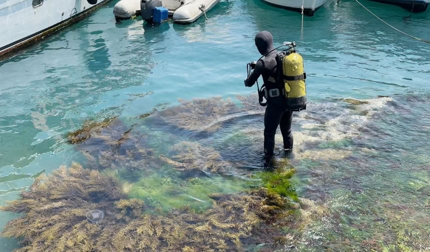 Beşiktaş Arnavutköy Sahili'nde midye salyangoz toplamak için denize dalan şahıs 12 saattir aranıyor